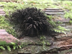 Stemonitis