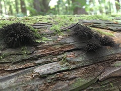 Stemonitis