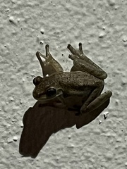 Osteopilus septentrionalis