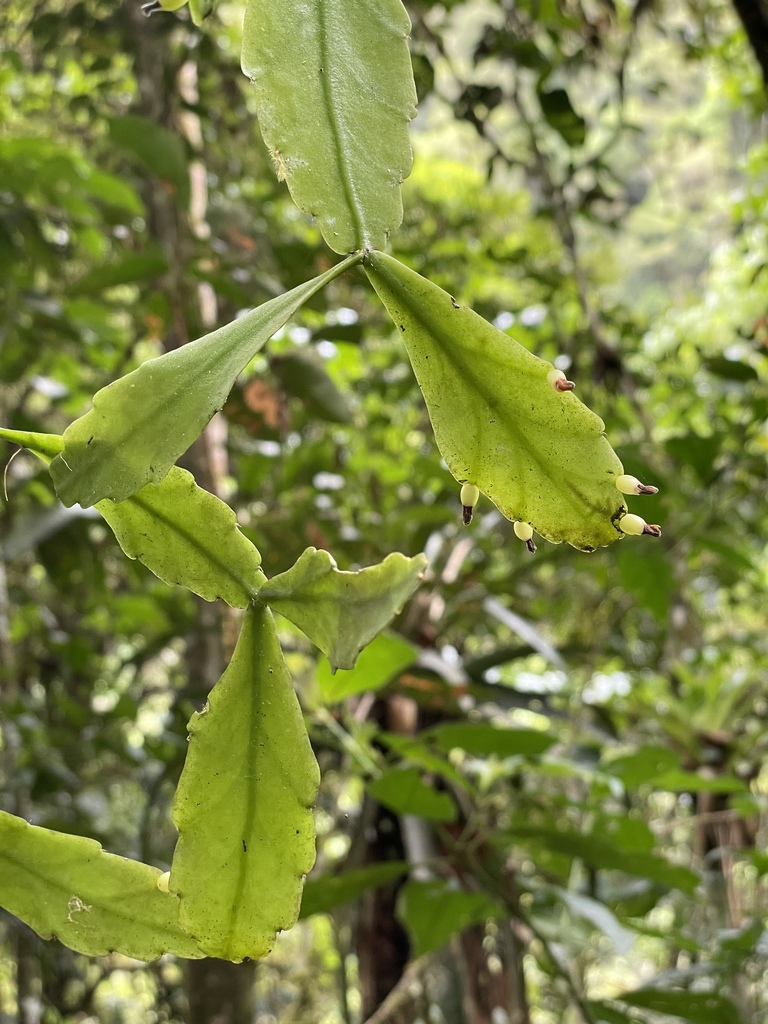 Rhipsalis occidentalis