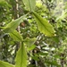 Rhipsalis occidentalis - Photo 由 Nick Moore 所上傳的 (c) Nick Moore，保留部份權利CC BY-NC