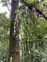 Rhipsalis occidentalis