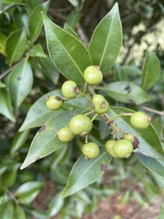 Syzygium formosanum