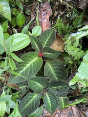 Gesnerieae