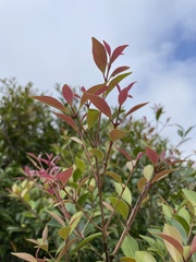 Syzygium formosanum