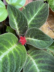 Gesnerieae