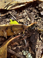 Cormocephalus westwoodi