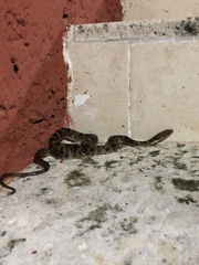 Leptodeira rhombifera