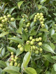 Syzygium formosanum