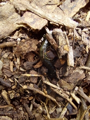 Cormocephalus westwoodi
