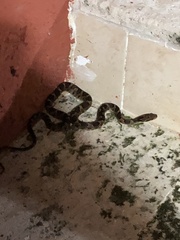 Leptodeira rhombifera