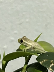 Osteopilus septentrionalis