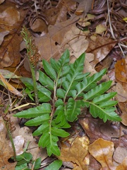Sceptridium biternatum image