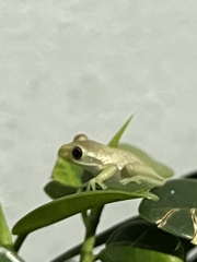 Osteopilus septentrionalis