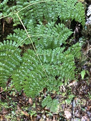 Dryopteris paleolata