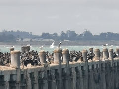 Phalacrocorax varius varius