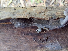 Diplodactylus vittatus