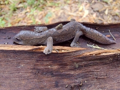 Diplodactylus vittatus