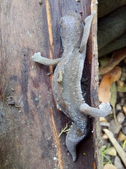 Diplodactylus vittatus