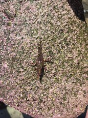 Rhynchocinetes typus