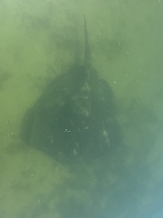 Bathytoshia brevicaudata
