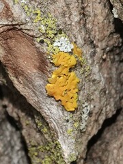 Candelaria concolor