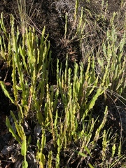 Baccharis genistelloides