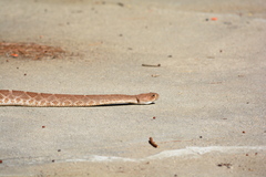 Crotalus ruber
