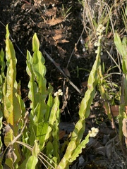 Baccharis genistelloides