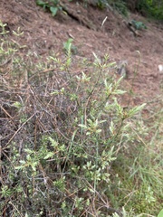 Leptecophylla juniperina