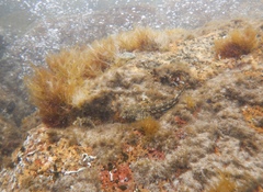 Lepidoblennius marmoratus