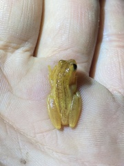 Dendropsophus sanborni