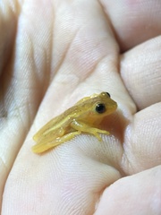 Dendropsophus sanborni