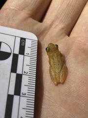 Dendropsophus sanborni