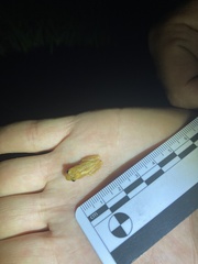 Dendropsophus sanborni