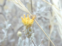 Acanthocladium dockeri