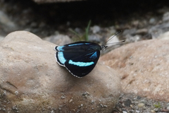 Diaethria neglecta