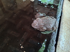 Sclerophrys poweri