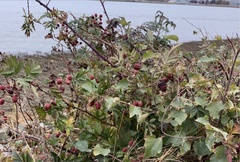 Rubus laciniatus