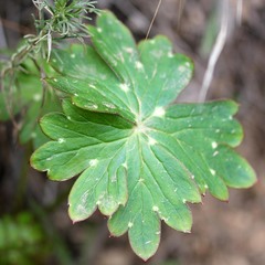 Delphinium cardinale