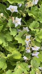 Solanum juvenale