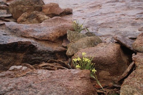 Image of Moraea schlechteri by (c) Tony Rebelo, some rights reserved (CC BY-SA)