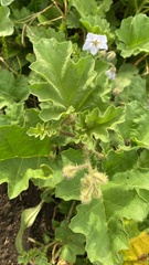 Solanum juvenale