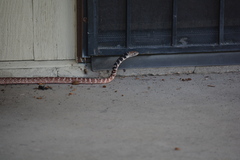 Masticophis flagellum piceus