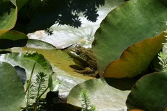 Lithobates chiricahuensis