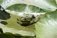 Lithobates chiricahuensis