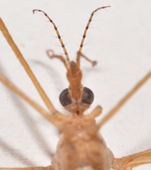 Tipula fuliginosa