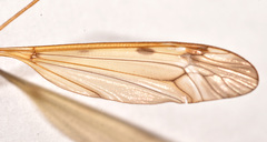 Tipula fuliginosa