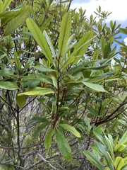 Elaeocarpus dentatus