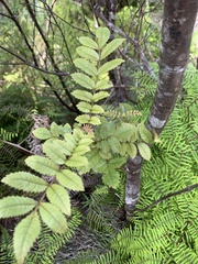 Pterophylla sylvicola